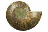Cut & Polished Ammonite Fossil (Half) - Madagascar #270324-1